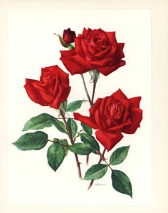 roseprint