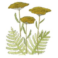 yarrow