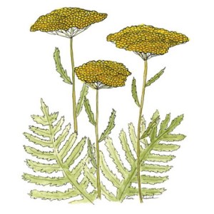 yarrow