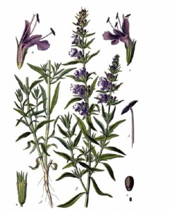 hyssop01