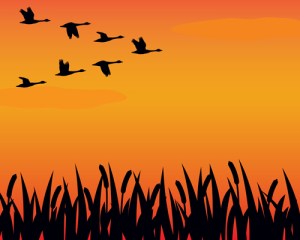 Flying_geese