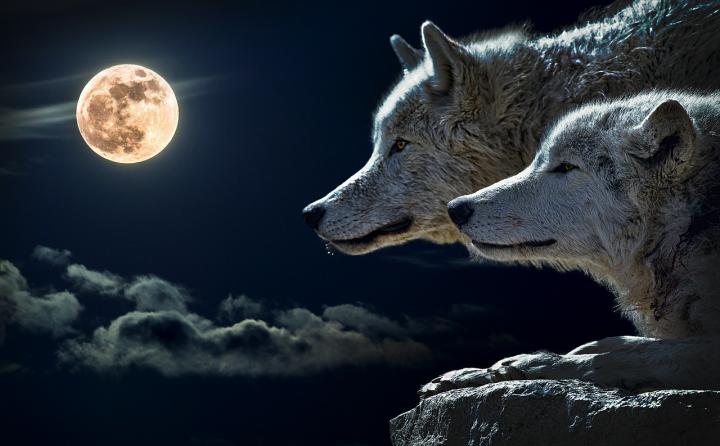 wolfmoon