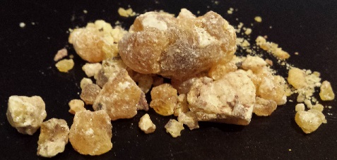 Frankincense-carteri-R