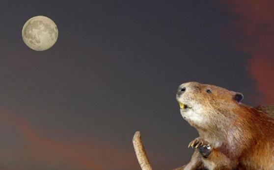 beavermoon