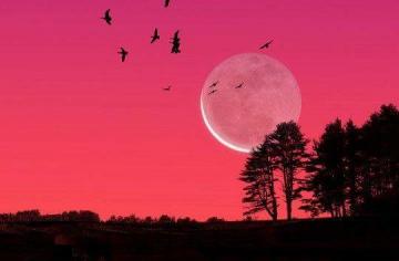 pinkmoon
