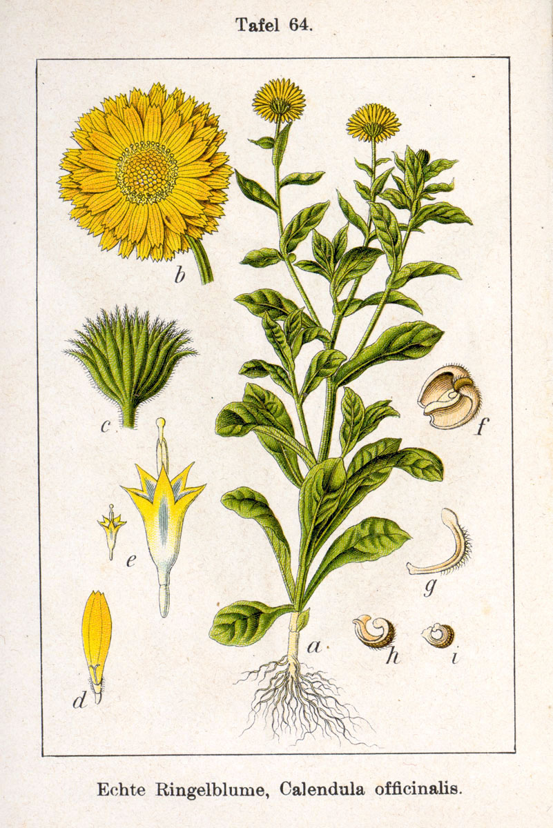 calendula-illustration